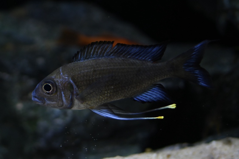 Ophthalmotilapia sp. 'paranasuta' Nyanza-Lac